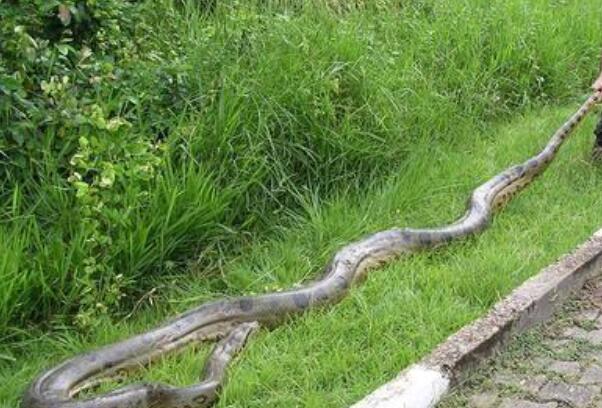 世界上最大的蛇：亚马逊森蚺，重达225公斤以上