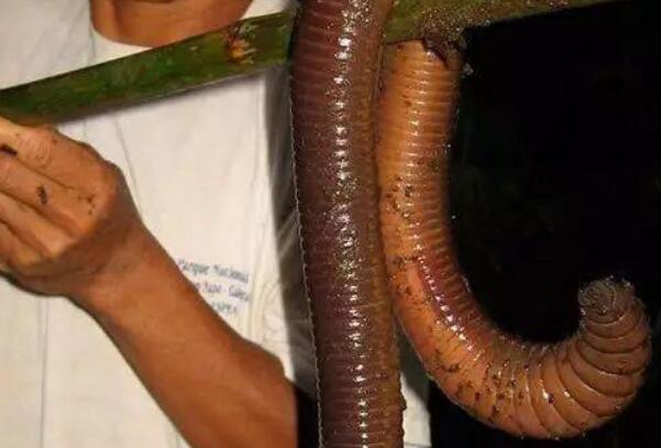 世界最大的蚯蚓:吉普斯兰大蚯蚓，最长可达3米