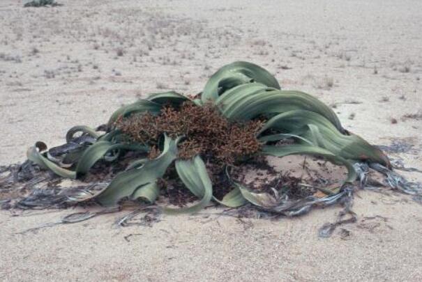世界上最怪异的植物:千岁兰，在沙漠中活了千年
