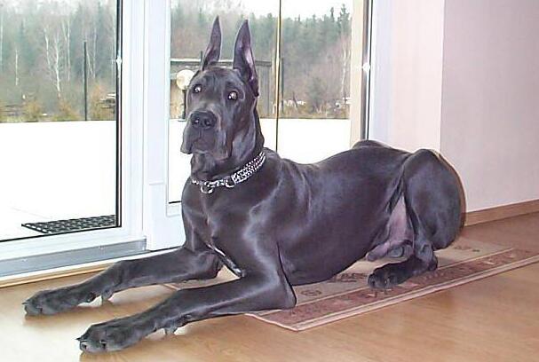 世界最大的狗:大丹犬，身高约为70-90公分
