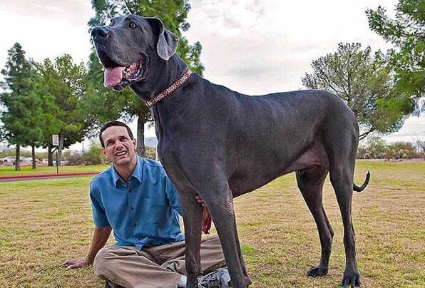 世界最大的狗:大丹犬，身高约为70-90公分