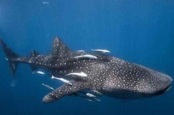 世界上最大的鱼：鲸鲨，全长可达20米(性格温和)