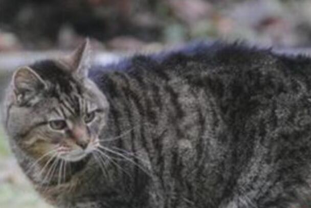 世界上活得最久的猫：露西，39岁(英国南威尔士)