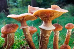 世界上最大的蘑菇：蜂蜜蘑菇，长达5.6公里(森林杀手)