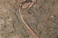 世界最大的蚯蚓:吉普斯兰大蚯蚓，最长可达3米