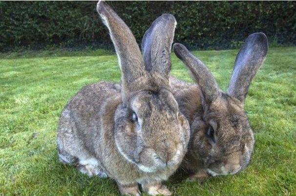 世界最大的兔子被偷:天下第一巨兔Darius，在家被偷