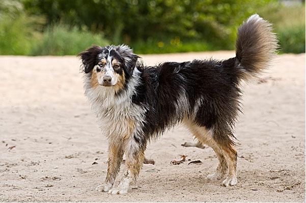 世界上活得最久的狗：布卢埃，29岁(澳洲牧羊犬)