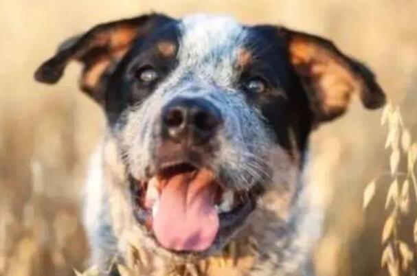 世界上活得最久的狗：布卢埃，29岁(澳洲牧羊犬)