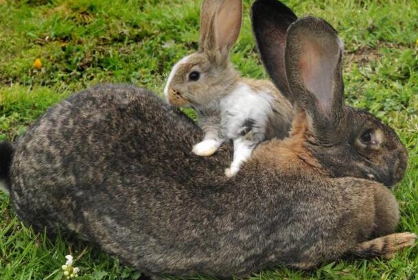 世界最大的兔子被偷:天下第一巨兔Darius，在家被偷