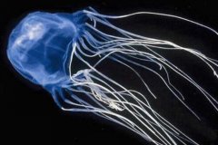 世界上毒性最强的动物: 澳洲方水母，有毒刺细胞5亿个