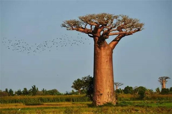 世界上最奇特的树：能储存水分的猴面包树（生长在南非）