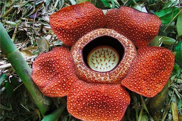 世界上最奇特的花：全身散发恶臭的大王花（花朵最大）