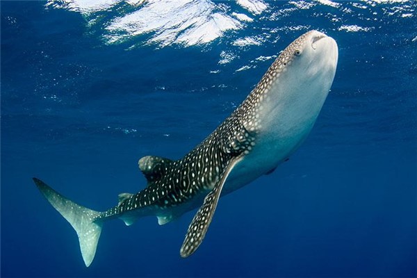 自然界最大的细胞：鲸鲨卵细胞最大（比足球还大）