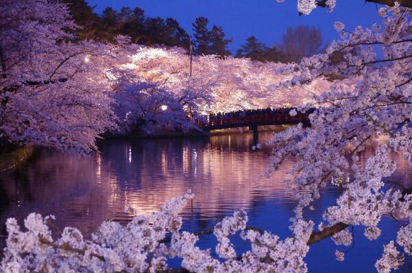 日本的五大赏樱景点：赏樱胜地弘前城(粉色仙境)