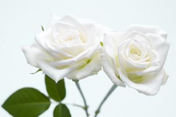 白玫瑰花语:代表着纯洁无暇的爱情(婚礼上经常使用)