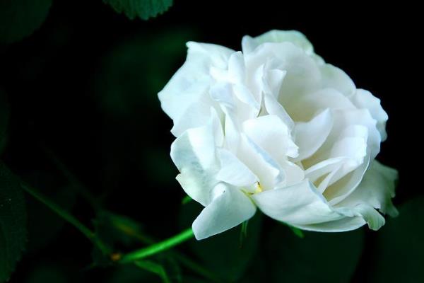 白玫瑰花语:代表着纯洁无暇的爱情(婚礼上经常使用)