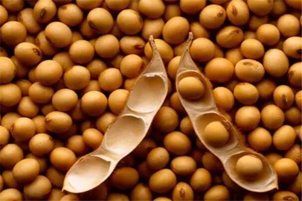 黄豆和毛豆是不是一种东西：未成熟的黄豆(营养丰富）