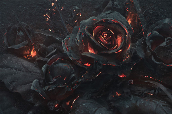黑玫瑰的花语是什么：温柔（一种极为神秘的花）