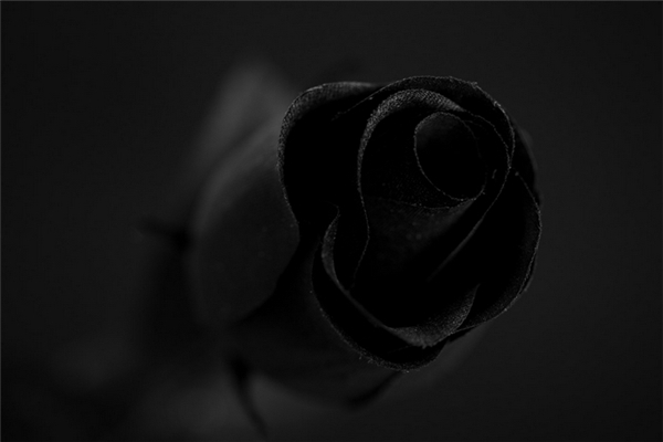 黑玫瑰的花语是什么：温柔（一种极为神秘的花）