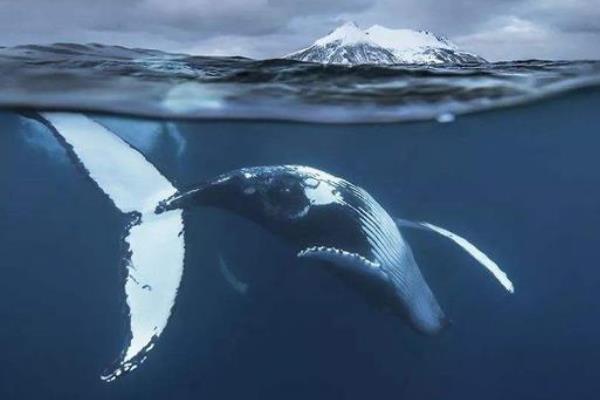 鲸落是什么意思?鲸鱼死后形成的生态系统(鲸死万物生)