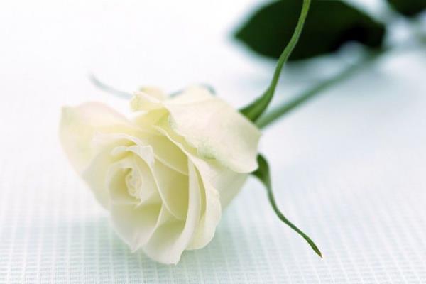 白玫瑰代表什么?表达纯洁浪漫的爱情(适合初恋)