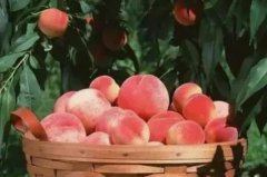 桃子的功效与作用：晒干的桃脯能美容养颜(可缓解急性胃炎)