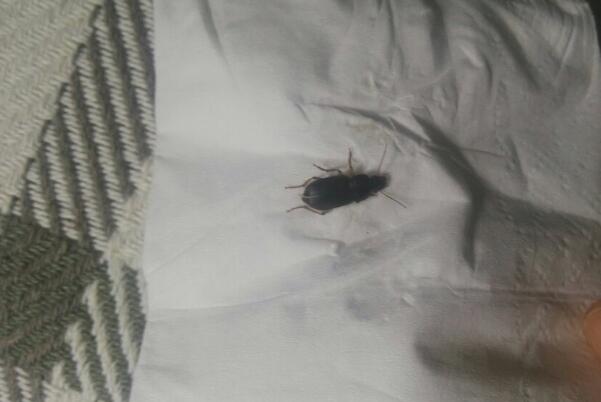 蟑螂爬到床上还能睡吗：蟑螂携有大量细菌(更换床单清扫房间)