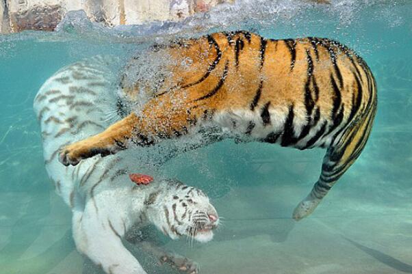 老虎为什么会游泳：胸腔很大且爪间有蹼(游泳躲避酷暑)