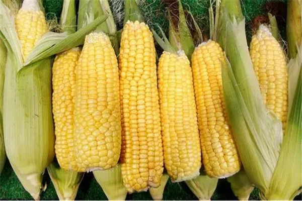 玉米什么时候成熟：不同地区时间不同（北方成熟早于南方）
