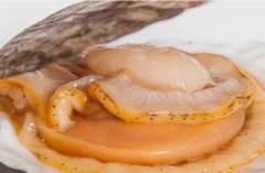扇贝肉里面的黑东西能吃吗：是扇贝的排泄系统(不能吃)