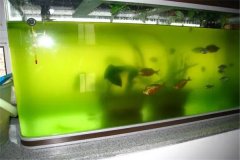 鱼缸水发绿是什么原因：藻类生物生长（鱼缸水发绿该怎么办）