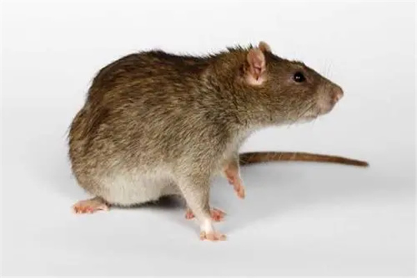 老鼠的危害：被称为无敌破坏王（身上携带病菌）