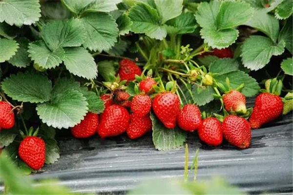 草莓上的黑毛刺是什么：花托（子房发育的果实）