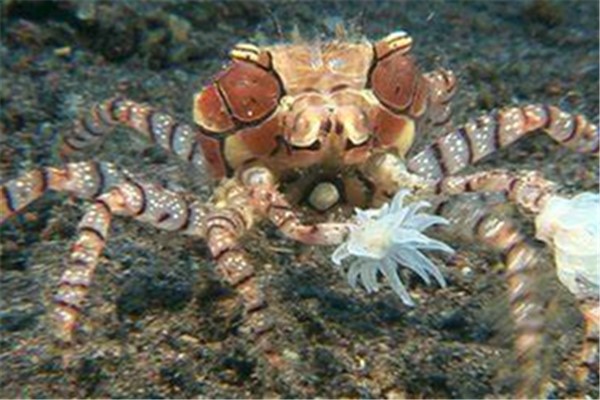 甲壳动物：很受欢迎的小龙虾就属于甲壳动物