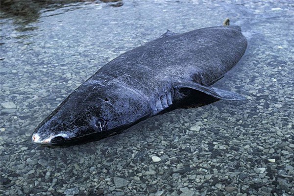 格陵兰睡鲨：世界上体型最大的鲨鱼之一（最长达7米）