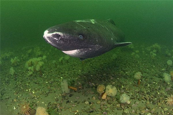 格陵兰睡鲨：世界上体型最大的鲨鱼之一（最长达7米）