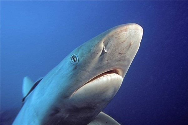 短鳍斜齿鲨：鲨鱼中的小个子（最长不超过70厘米）