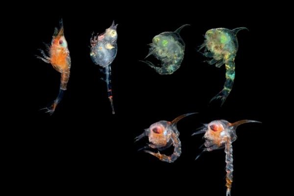 海洋幼虫：世界上数量最多的幼虫生态群