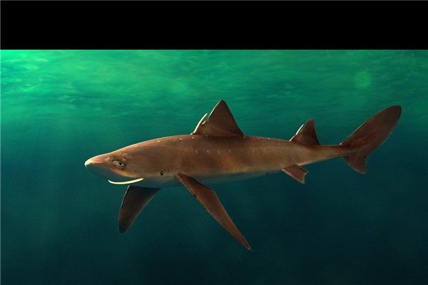 鲎头鲨：虽然名字里有鲨字但它不属于鲨鱼