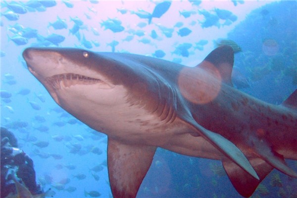 短鳍斜齿鲨：鲨鱼中的小个子（最长不超过70厘米）