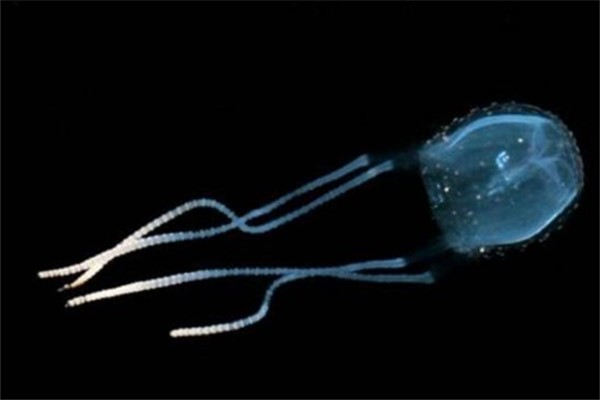 紫纹海刺水母：可以人工饲养的水母（很是浪漫）