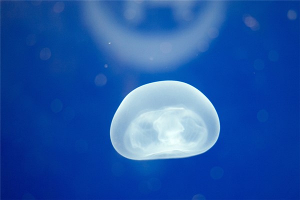 紫纹海刺水母：可以人工饲养的水母（很是浪漫）
