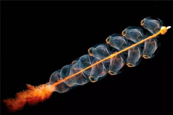 深海管水母：虽然叫水母但是它不属于水母（水母的近亲）