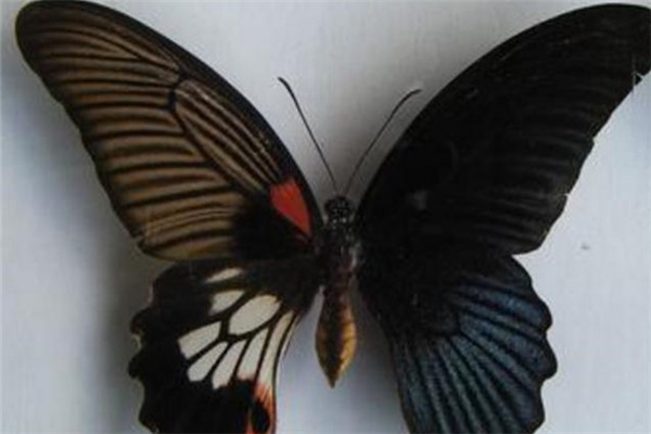 鬼美人凤蝶:雌雄同体的蝴蝶（相当稀少的一种蝴蝶）
