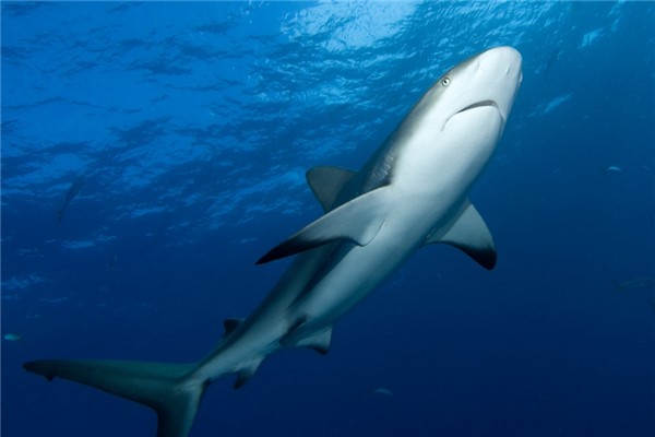 白鳍鲨：又名三齿鲨（属于真鲨科灰三齿鲨属）