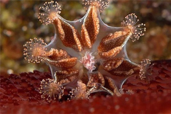 浮浪幼虫：海产腔肠动物的幼虫（漂浮的幼体）