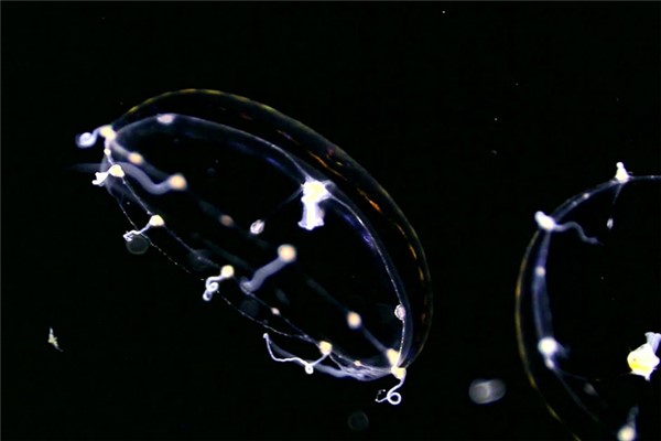 浮浪幼虫：海产腔肠动物的幼虫（漂浮的幼体）