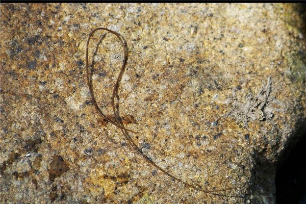 假体腔动物：常见的寄生虫线虫就是假体腔动物