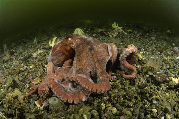 巨型章鱼：传说中的大海怪相当恐怖