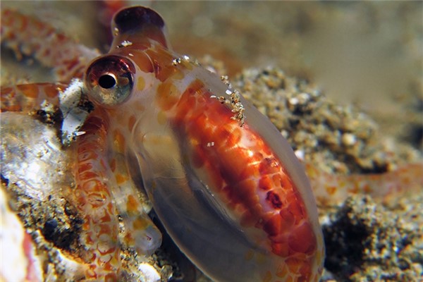 海洋幼虫：世界上数量最多的幼虫生态群